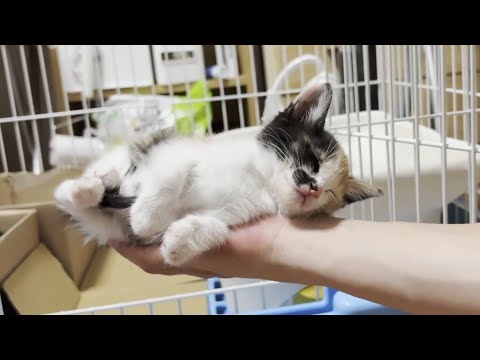 猫の動画サムネイル - 息子の手のひらで電池が切れて寝てしまう子猫