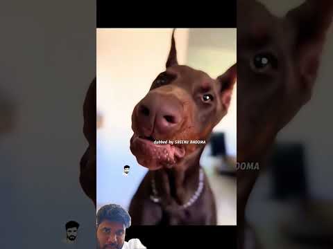 dog funny video