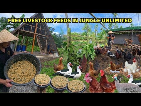 FREE LIVESTOCK FEEDS IN THE JUNGLE -  Unlimited Organic Feeds For CHICKEN, DUCK & ETC. 
