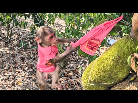 Super funny! Monkey made big mistake with mom,escape and had incident🤣