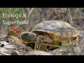 Gopher Tortoise Conservation and Biology