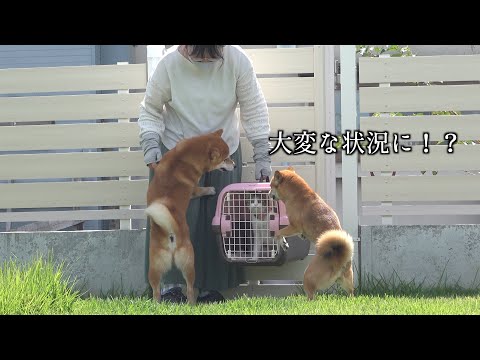 猫のさっちゃん危機に柴犬ハチが見せる癒しの瞬間 サムネイル