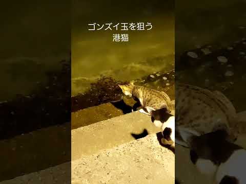 ゴンズイ玉を狙う港猫~ショート版~