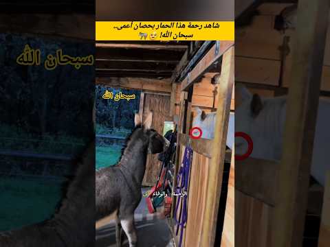 شاهد رحمة هذا الحمار بحصان أعمى! 🫏 سبحان الله! 🥹