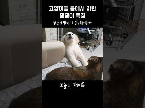 고양이들 틈에서 자란 댕댕이 특징 #shorts