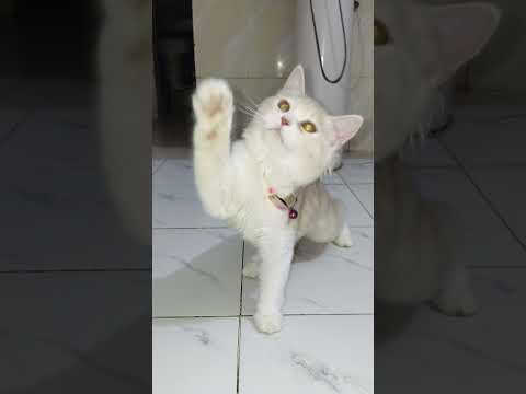 Mochi Funny Cat Videos #catvideos