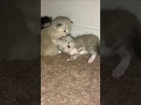 2 Week Old Ragdoll Kittens Playing and their mom B Bully has kittens and she hates me!