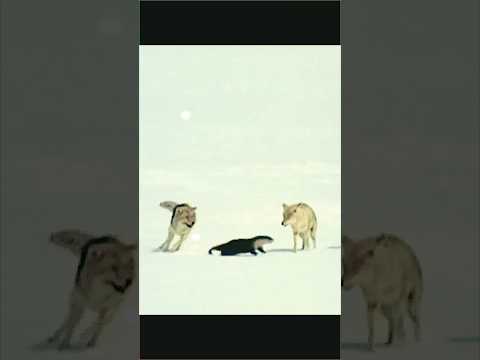 #animals #animalworld #snowfall #reaction #viralvideo