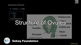 Structure of Ovules