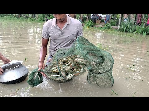 ভরা বিলে উজানো শিং টেংরা পুটি কৈ মাছ ধরার অসম্ভব সুন্দর ভিডিও। Fish catching village। Unique fishing