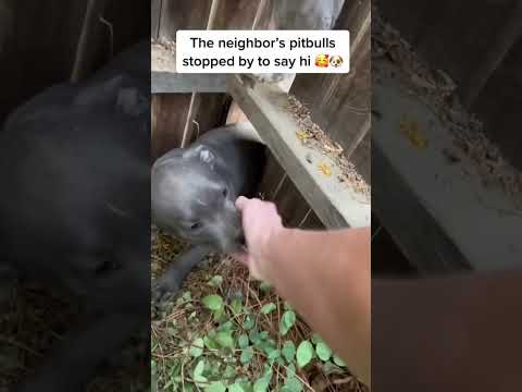 Her friends stopped by to say hi￼