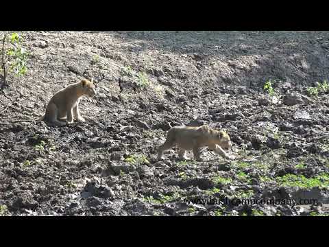 Lion Cubs on a Buffalo kill