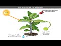 Photosynthesis Concepts and Processes