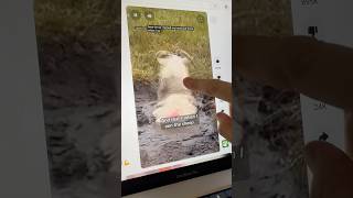 Woman saves sheep - but does she have other animals in her intestines?