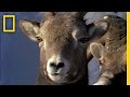 Rams' Battle Tactics and Behavior