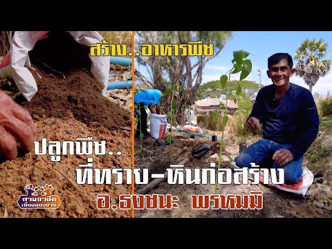 สร้าง..อาหารพืชปลูกพืช..ที่ทรายหินก่อสร้างอ.ธงชนะพรหมมิสามอา