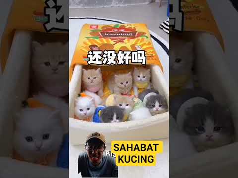 Kucing lucu banget mau kabur #kucinglucu #kucinganggoralucudanimut #kucing #cat #shortvideo