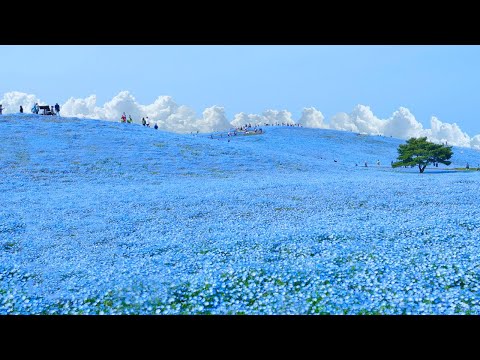 Japan's Most Surreal National Park ? WAO?RYU!TV ONLYinJAPAN #53