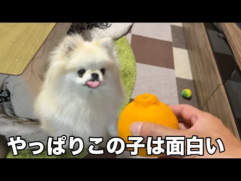 デコポンをデコピンと勘違いしたポメラニアンの行動が面白すぎた