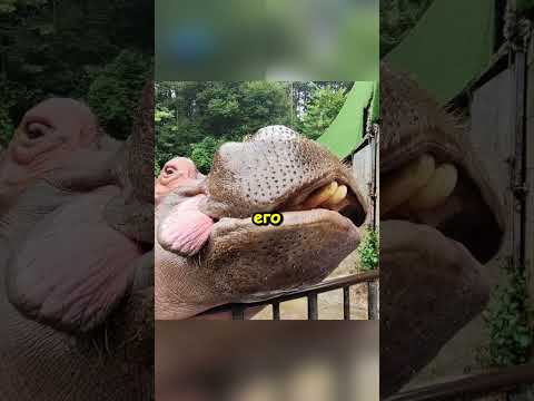 Этот бегемот знает что вредно держать обиду в себе...?