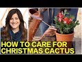 Caring for Your Christmas Cactus