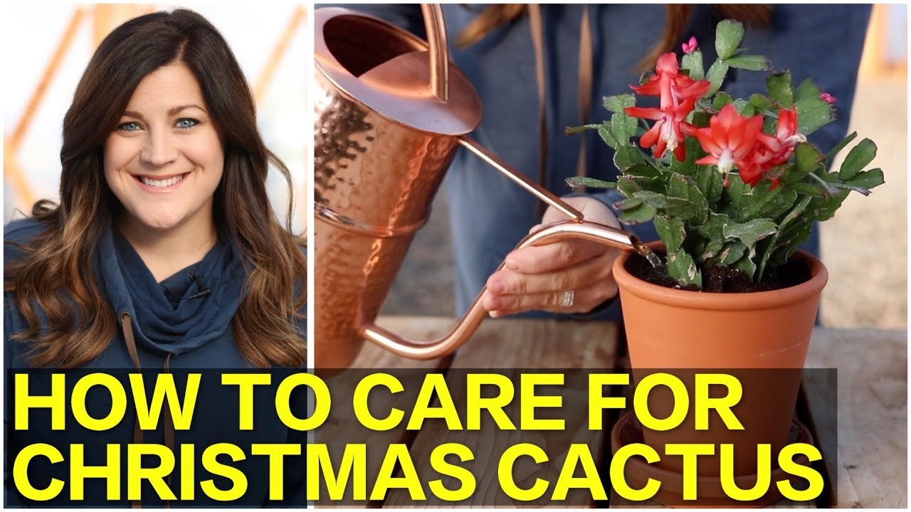 How to Care for Christmas Cactus