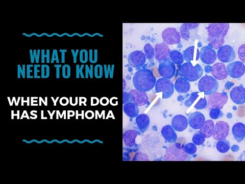 What You Need To Know When Your Dog Has Lymphoma VLOG 120