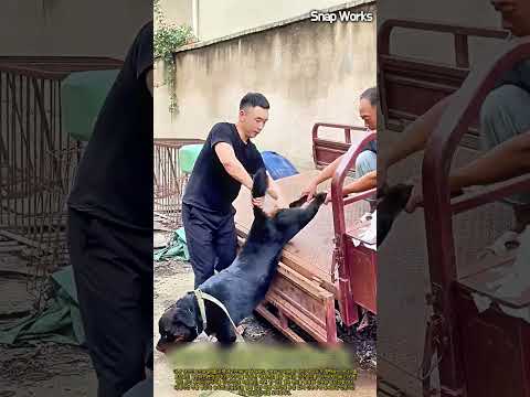 대형 맹견 이송 시 돌발 사고를 방지하는 결속 원리 #worker #process #rottweiler #doghandling #safety