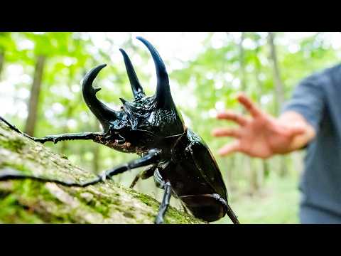 野生のコーカサスオオカブトを捕獲してみた