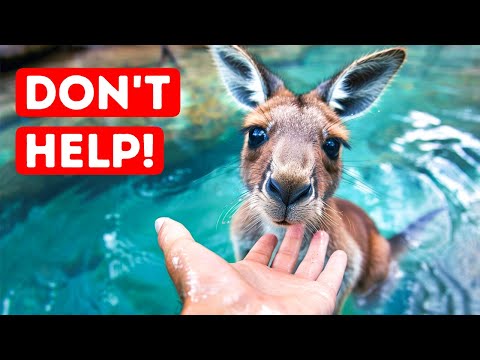 Never Rescue a Kangaroo from Water If You Wanna Be Safe