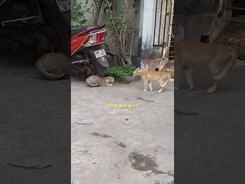 Cats fighting | Who will win?? 🤣😀 #catfighting #shorts @hangoutswithmou