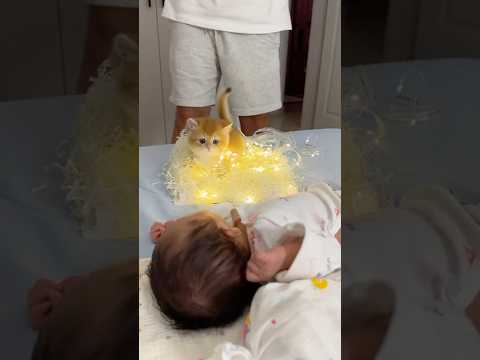 A man gave his daughter a kitten