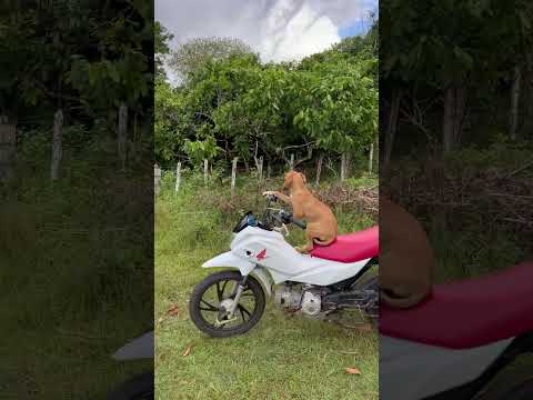SÓ NO BRASIL #fy #bike #dog #memes