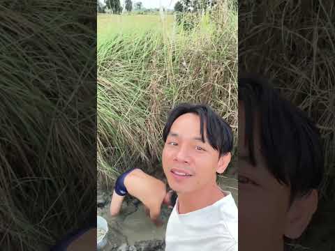 ចាប់ត្រីតាមវាលស្រែ