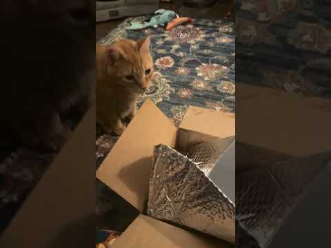 Watch me struggle to open a box!  Thanks, Nathan!