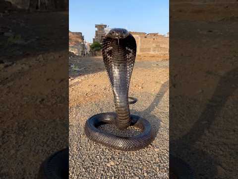 छोटू ने मोनू को रूप बदलते देख लिया 😨😱ll #comedy #shortsfeed #funny #vikassir #magic