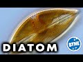 Video Section Features and Content