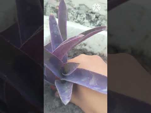 purple heart plant  #short ##gander #shorts  ##short ###shorts 🥰🥰