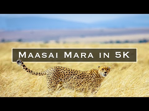 Maasai Mara in 5K