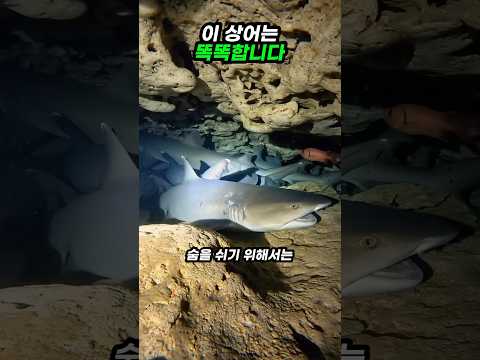 이 상어는 똑똑합니다