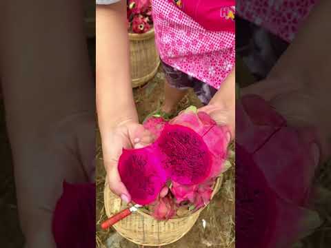 गरीब के ड्रैगन फ्रूट कोई तो खरिदलो😭😭 #shorts #dragonfruit #indianshorts #shortsfeed #viralshorts