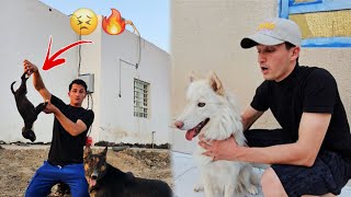 جبت كلبتي ريفه إلى المزرعة بعد غياب طويل !! سببت لي مشكلة 😣🔥
