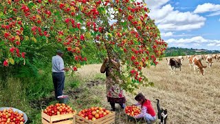 🍑 Абрикосы с огорода + домашние пироги и напитки | Настоящее лето в деревне