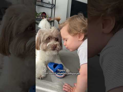 Bu ikili der susarım ? #funny #köpek #aboneolmayiunutmayin