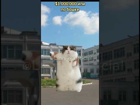 До какого города дошло это видео🤔🤨#хочуврек#котики#футажи#shorts Автор звука:@kikkadim