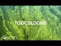 Harmful Algal Blooms and Nutrient Sources