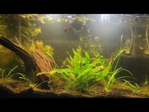 New fish unboxing from aquariumfish.com #aquariumfish #freshwaterfish #sparklinggourami #furcatas #paradisefish#roseyloaches #fishkeepinghob