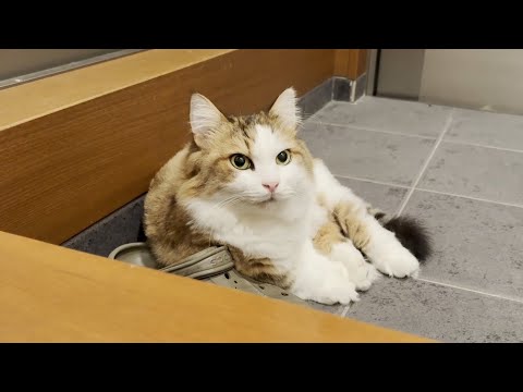 猫の声に翻訳できるアプリの効果と家族の鳴き声との違い サムネイル
