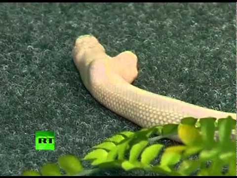 Video of monster two-headed albino snake shocking Ukraine zoo visitors