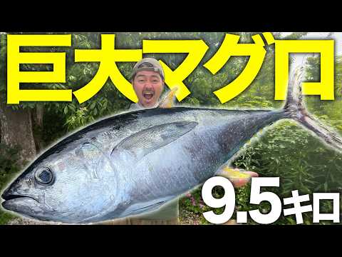 【爆食】9kg超えキハダマグロを魚素人の相方に捌かせる！マグロ尽くしの理想の朝食が美味すぎた🐟